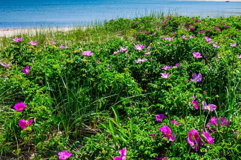 TOW-FUND-HOME-PAGE CC Foundation Gives Back